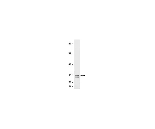 62-8372-58 Anti-RhoE/Rnd3, clone 4; 200 μL 05-723
