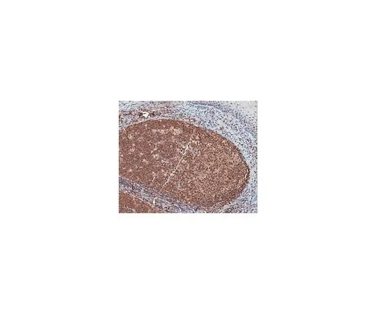 62-8465-95 Anti-CLEC16A ABN167