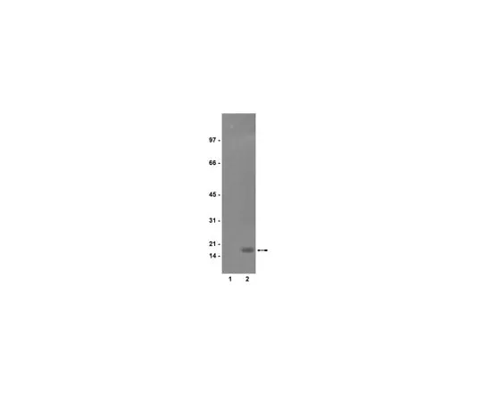 62-8371-92 Anti-phospho-Histone H3 (Ser10), clone RR002; 200 μg 05-598