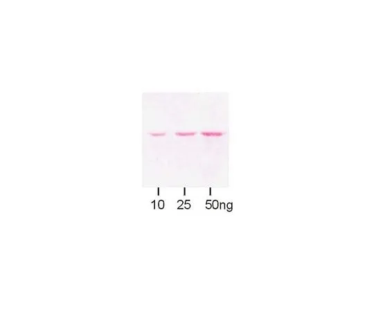 62-8448-22 Anti-Maltose Binding Protein; 100 μL AB3596