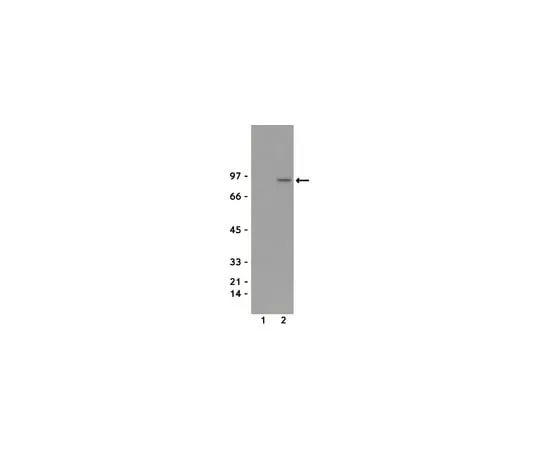 62-8371-38 Anti-phospho-STAT5A/B (Tyr694/699), clone 8-5-2; 100 μg 05-495