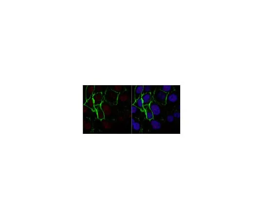 62-8372-01 Anti-Nibrin/Nbs1 Antibody, clone EE15 (Ascites Free) 05-616-C