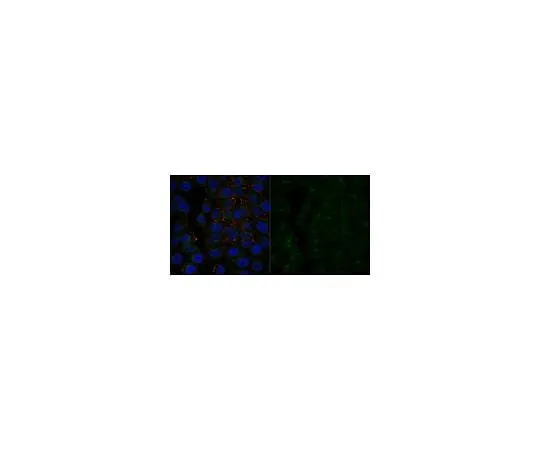 62-8387-56 Anti-GLUT-1 Antibody, CT, Alexa Fluor(R) 488 Conjugate 07-1401-AF488