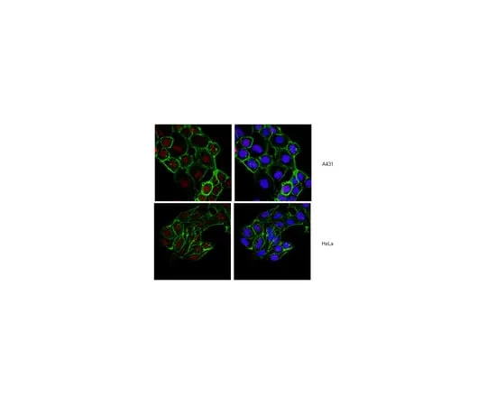 62-8374-76 Anti-Histone H2B, clone 5HH2-2A8; 100 μL 05-1352