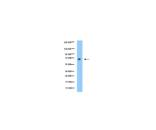 62-8374-36 Anti-phospho-Paxillin (Tyr31), clone M102; 100 μL 05-1143