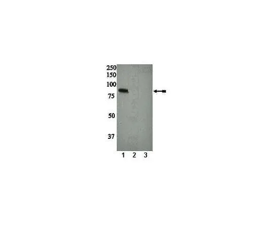 62-8386-89 anti-phospho-PKCδ (Ser664); 100 μL 07-875