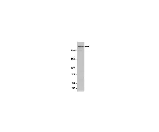 62-8372-77 Anti-MLL/HRX, N-term., clone N4.4; 200 μg 05-764