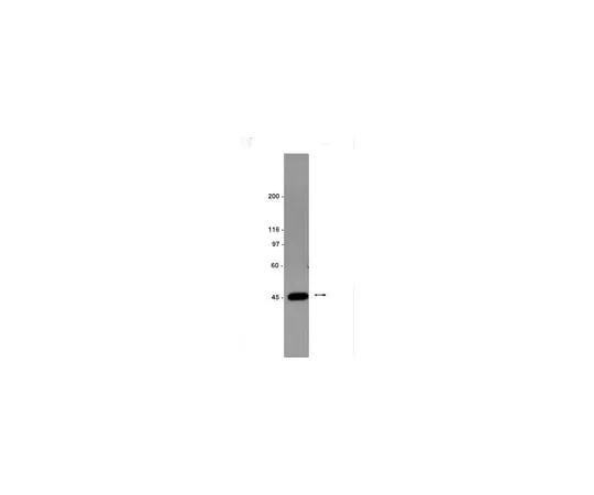 62-8372-06 Anti-IKKγ; 100 μg 05-631