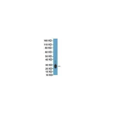 62-8387-50 Anti-Lin28; 100 μL 07-1385