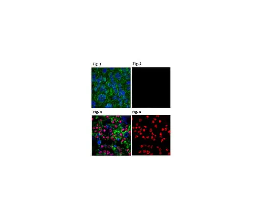 62-8372-11 Anti-phospho-Histone H2A.X (Ser139), clone JBW30, Alexa Fluor(R) 5 05-636-AF555