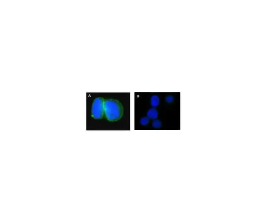 62-8392-58 Anti-Na+/K+ ATPase α-1, clone C464.6, Alexa Fluor(R) 488 conjugate; 25 μg 16-243