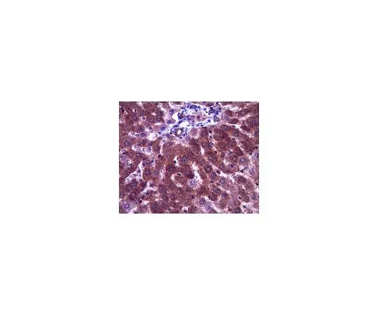 62-8459-43 Anti-Dermo-1; 100 μg ABD24