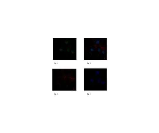 62-8467-01 Anti-ZNF423 ABN410