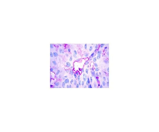 62-8447-02 Anti-LYVE1; 100 μg AB2988
