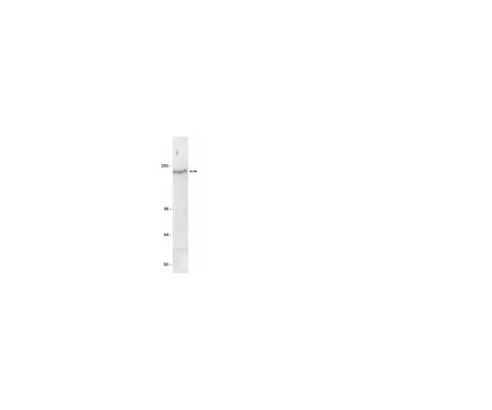 62-8371-81 Anti-CFTR, clone MM13-4; 200 μg 05-581