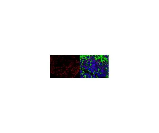 62-8450-72 Anti-Sox2; 100 μg AB5603