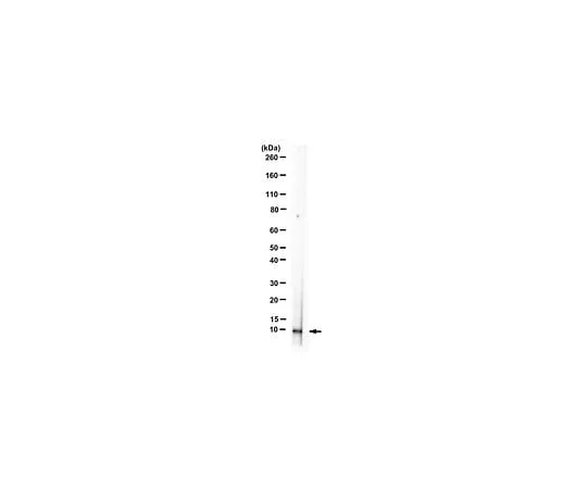 62-8381-98 Anti-FcεRI, γ subunit; 200 μg 06-727