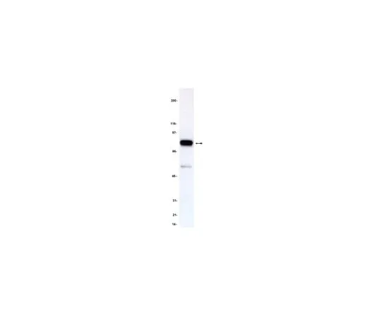 62-8370-53 Anti-Myb, clone 1-1; 250 μg 05-175