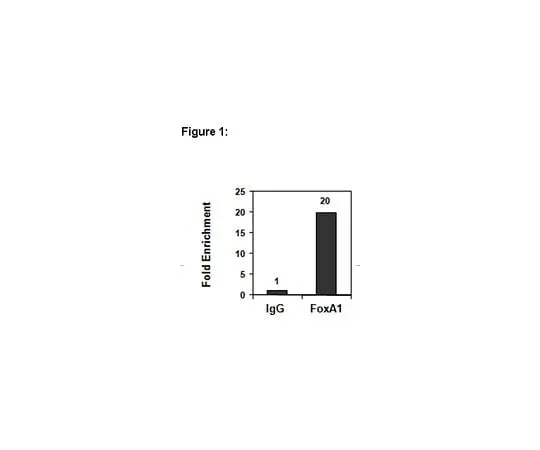 62-8394-84 ChIPAb+(TM) FOXA1; 25 assays 17-10267