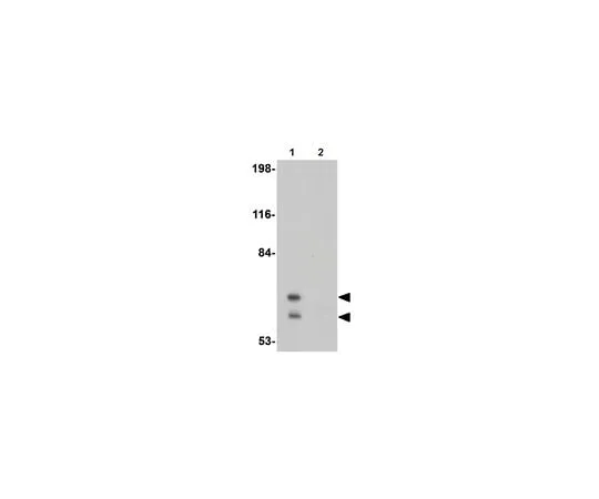 62-8467-33 Anti-PICALM ABN465