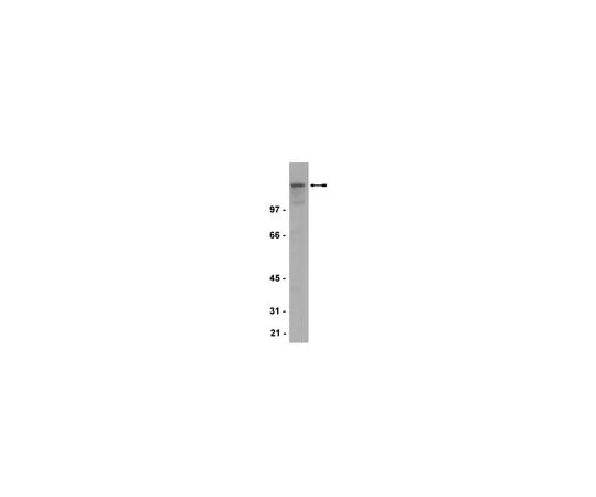 62-8373-72 Anti-NR2B, clone BWJHL; 100 μg 05-920