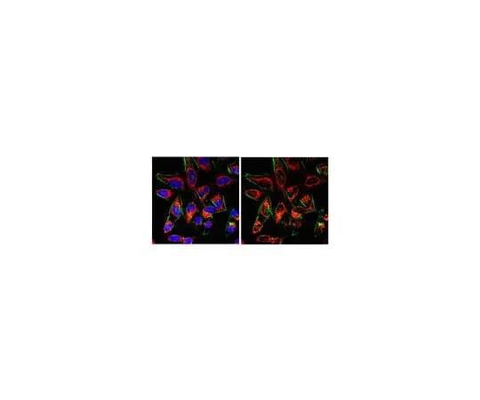 62-8382-62 Anti-Probable ergosterol biosynthetic protein 28; 200 μL 06-1028