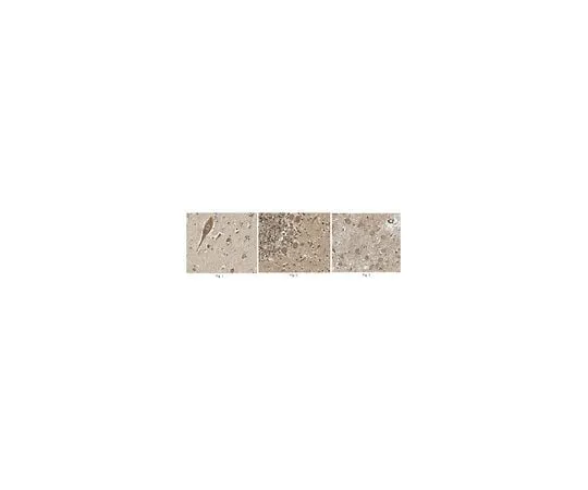 62-8467-20 Anti-FGF-20 ABN442