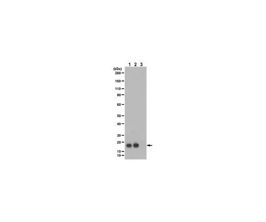 62-8448-52 Anti-phospho Cofilin-1 Antibody (Ser3) AB3831-I