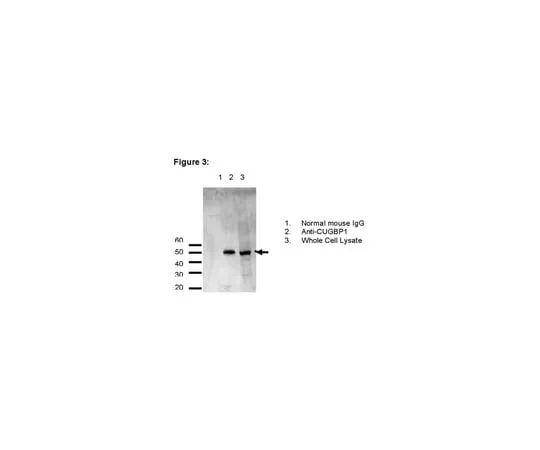 62-8367-39 RIPAb+(TM) CUGBP1; 10 assays 03-104