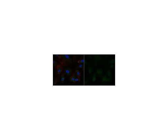 62-8384-49 Anti-Partitioning-defective 3 Antibody, Alexa Fluor(R) 488 Conjugate 07-330-AF488