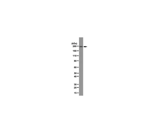62-8369-45 Anti-RNA polymerase II subunit B1, clone 4F8; 100 μg 04-1569