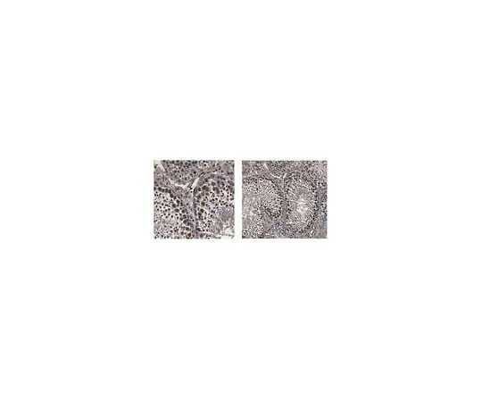 62-8461-61 Anti-BRDT ABE432