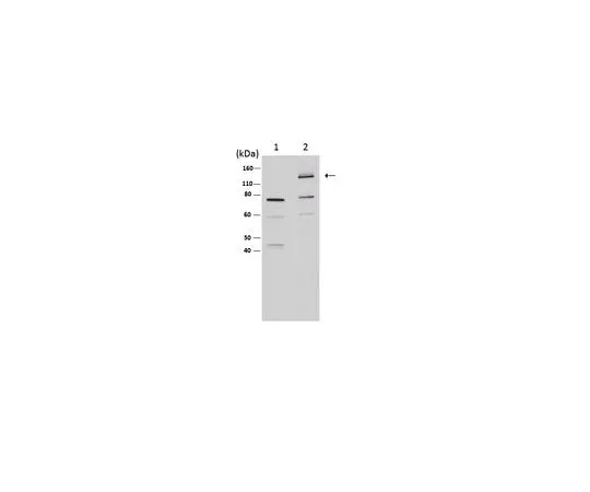 62-8465-30 Anti-iNOS/NOS II, NT; 100 μg ABN26