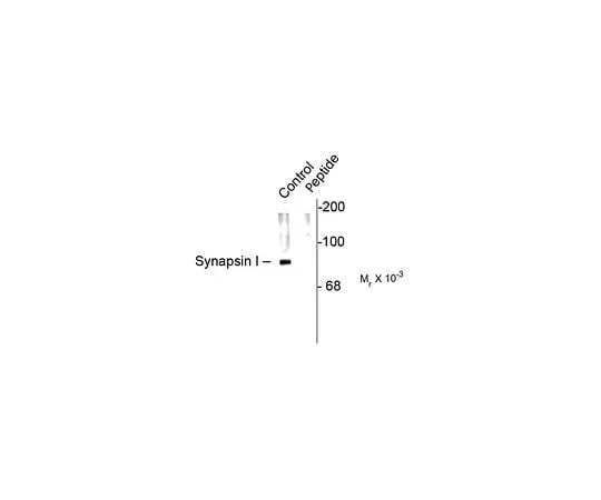 62-8453-71 Anti-phospho-Synapsin I (Ser62,Ser67); 100 μL AB9848