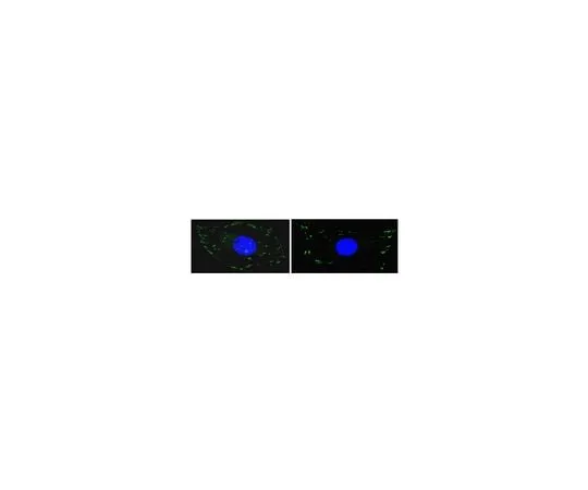 62-8392-52 Anti-FAK, clone 4.47, Alexa Fluor(R) 488 conjugate; 100 μg 16-233