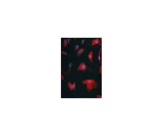 62-8451-09 Anti-HES-1; 100 μg AB5702