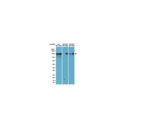 62-8374-16 Anti-phospho-IRS1 (Ser302 mo***/ Ser307 human), clone 8.1.2; 100 μg 05-1086
