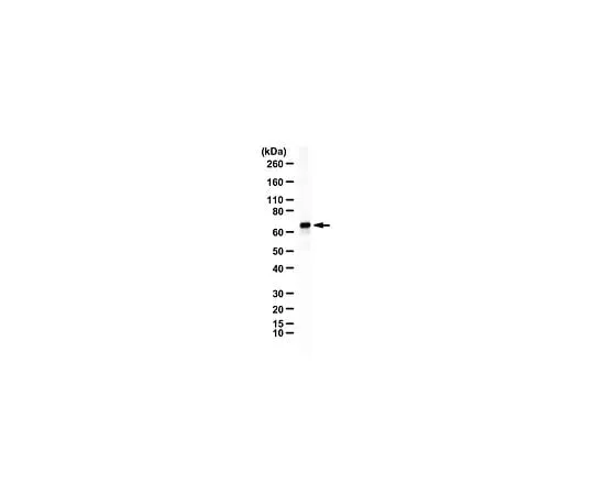 62-8382-77 Anti-Itk/Emt/Tsk 100 μg 06-1064