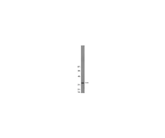 62-8370-86 Anti-cdk5, clone DC17; 200 μg 05-364