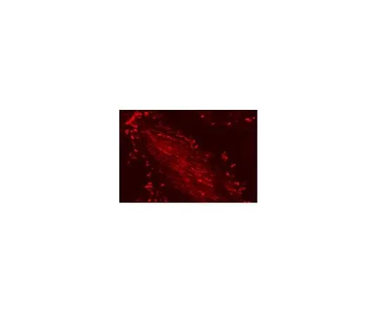 62-8394-38 LentiBrite(TM) Paxillin-RFP Lentiviral Biosensor 17-10155