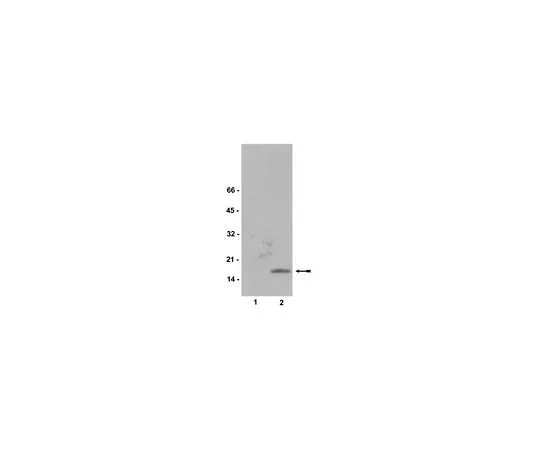 62-8392-26 Anti-phospho-Histone H2A.X (Ser139), clone JBW301, biotin conjugate; 100 μg 16-193