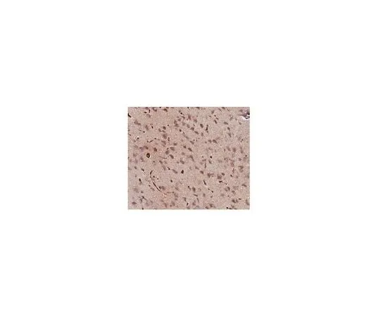 62-8444-35 Anti-GABA; 50 μL AB175