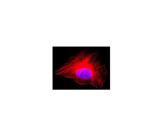 62-8373-30 Anti-α-Tubulin, Alexa Fluor(R) 555 conjugate; 100 μg 05-829X-555
