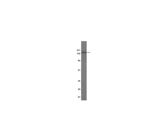 62-8384-03 Anti-AKAP 150; 200 μL 07-210