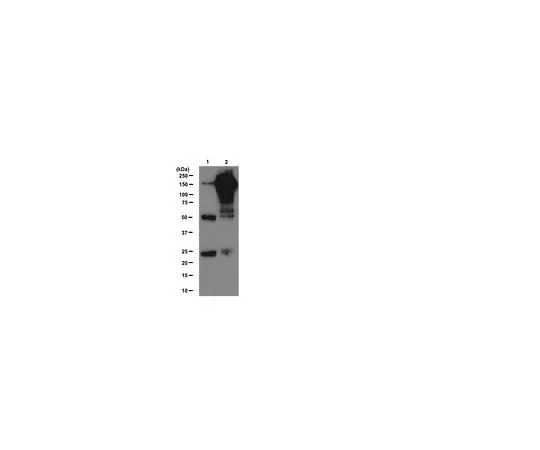 62-8392-71 Anti-Phosphotyrosine, clone 4G10R, Magnetic Bead Conjugate; 200 μL 16-282