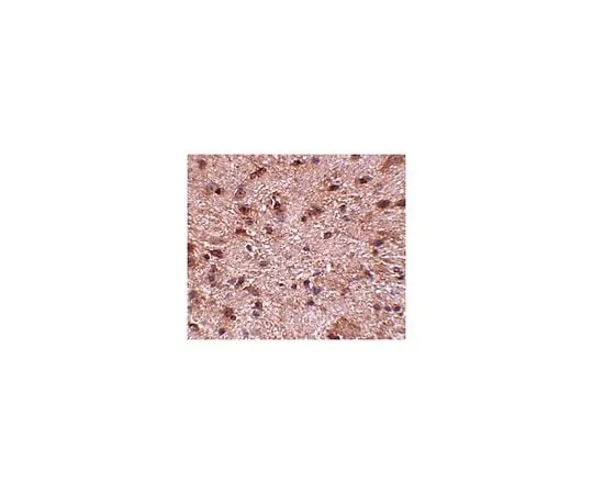 62-8466-84 Anti-NIPSNAP3B ABN355