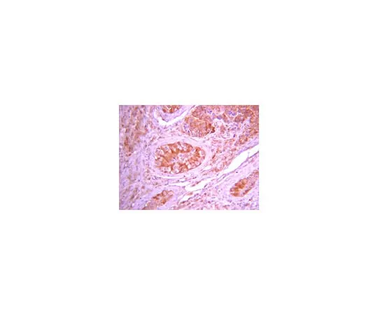 62-8374-83 Anti-Giα2, clone L5; 100 μg 05-1403