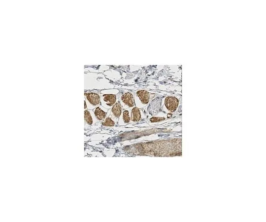 62-8458-31 Anti-DNA polymerase subunit gamma-1/POLG ABC462