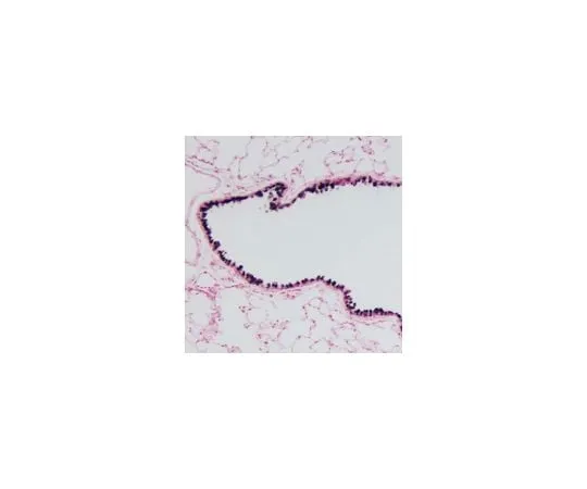 62-8385-95 Anti-Clara Cell Secretory Protein; 100 μL 07-623