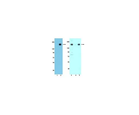 62-8389-71 Anti-phospho-IRS1 (Tyr608) mo***/ (Tyr612) human; 100 μL 09-432